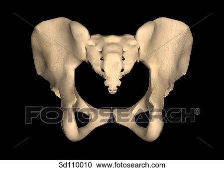 Clipart - Posterior view of the female pelvis.. Fotosearch