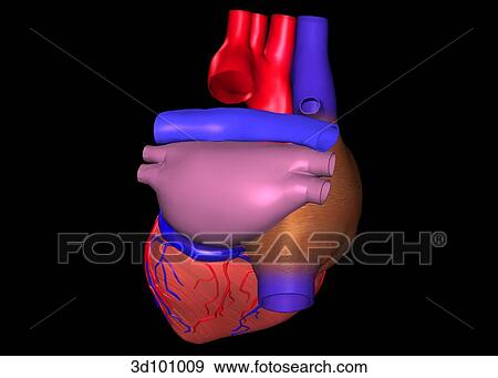 Posterior view of the heart. View Large Illustration Stock Illustration - Posterior view of the heart.. Fotosearch
