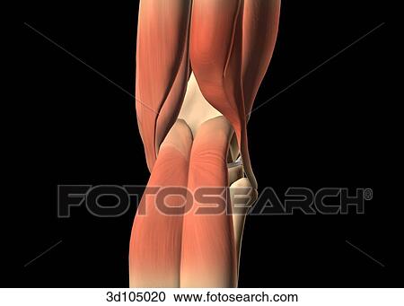 Posterior view of the knee, showing muscles and bones. View Large Illustration Clipart - Posterior view of the knee, showing muscles and bones.. Fotosearch