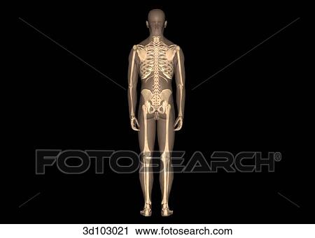 Clip Art - Posterior view of the male skeleton; skin is transparent, showing the bone structures underneath.. Fotosearch