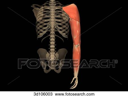 Drawing - Posterior view of the muscles of the arm.. Fotosearch