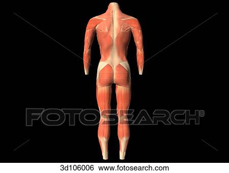 Posterior view of the muscles of the body. View Large Illustration Stock Illustration - Posterior view of the muscles of the body.. Fotosearch