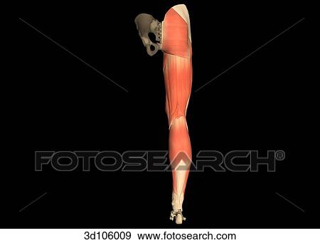 Stock Illustration - Posterior view of the muscles of the leg.. Fotosearch