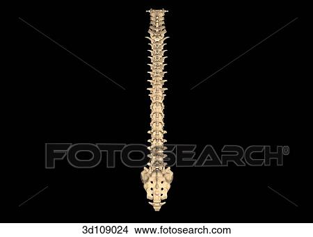 Stock Illustration - Posterior view of the spine.. Fotosearch