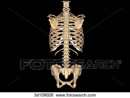 Stock Illustration - Posterior view of the torso bones of a female.. Fotosearch