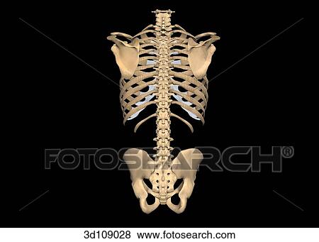 Stock Illustration - Posterior view of the torso bones of a male.. Fotosearch