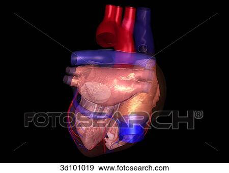 Posterior view of transparent heart with focus on the myocardium. View Large Illustration Stock Illustration - Posterior view of transparent heart with focus on the myocardium.. Fotosearch