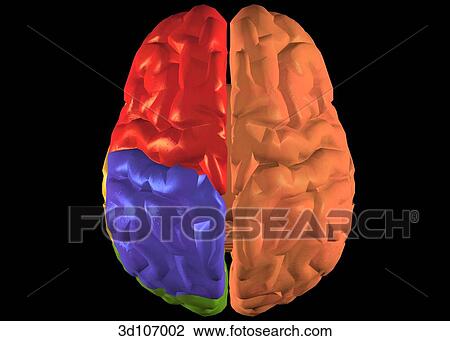 Superior view of the areas of the brain, which are colorized. View Large Illustration Drawing - Superior view of the areas of the brain, which are colorized.. Fotosearch