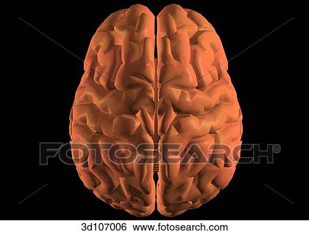 Stock Illustration - Superior view of the brain.. Fotosearch