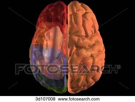 Stock Illustration - Superior view of the brain, which is transparent, showing the inner structures in color.. Fotosearch