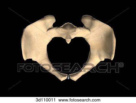 Superior view of the female pelvis. View Large Illustration Clip Art - Superior view of the female pelvis.. Fotosearch