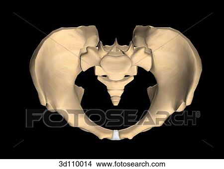 Superior view of the male pelvis. View Large Illustration Stock Illustration - Superior view of the male pelvis.. Fotosearch