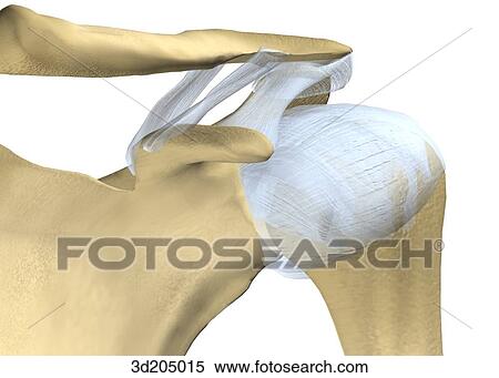 Stock Illustration - Anterior close-up view of the joints of the shoulder.. Fotosearch