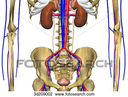 Anterior close-up view of urinary system and surrounding skeleton. View Large Illustration Drawing - Anterior close-up view of urinary system and surrounding skeleton.. Fotosearch