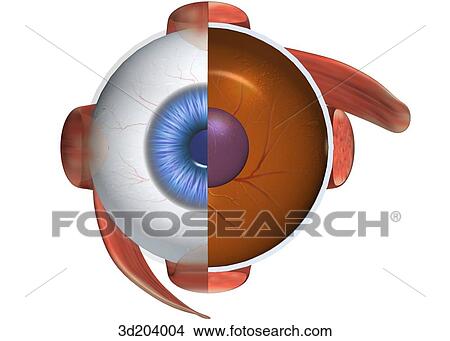 Anterior cross-section view of eye with muscle attachments. View Large Illustration Stock Illustration - Anterior cross-section view of eye with muscle attachments.. Fotosearch
