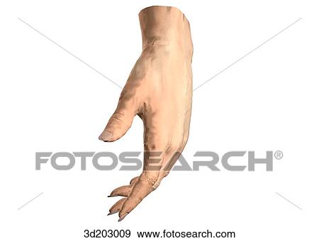Anterior external view of relaxed hand. View Large Illustration Stock Illustration - Anterior external view of relaxed hand.. Fotosearch