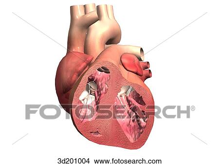 Anterior view of a cross-section of the heart. View Large Illustration Stock Illustration - Anterior view of a cross-section of the heart.. Fotosearch