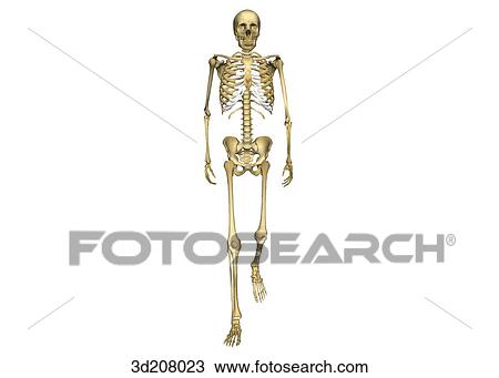 Drawing - Anterior view of a walking skeleton.. Fotosearch