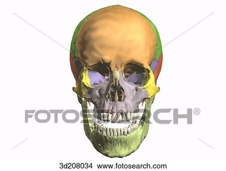 Anterior view of articulated skull. View Large Illustration Stock Illustration - Anterior view of articulated skull.. Fotosearch
