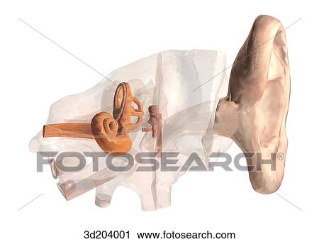 Clip Art - Anterior view of external ear; image also shows interior portion of ear.. Fotosearch