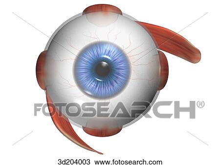 Anterior view of eye with muscle attachments. View Large Illustration Drawing - Anterior view of eye with muscle attachments.. Fotosearch