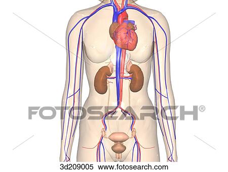 Stock Illustration - Anterior view of female urinary system in situ; body image is transparent.. Fotosearch