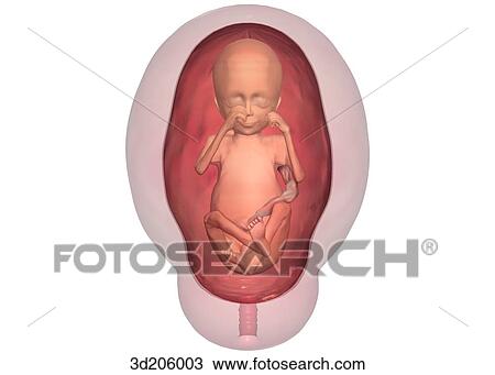 Drawing - Anterior view of fetus in womb.. Fotosearch