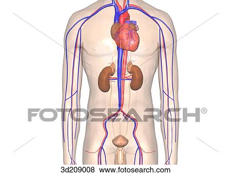 Stock Illustration - Anterior view of male urinary system in situ; body image is transparent.. Fotosearch
