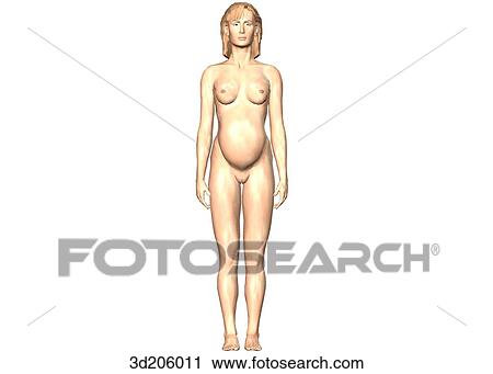 Anterior view of pregnant woman. View Large Illustration Clip Art - Anterior view of pregnant woman.. Fotosearch