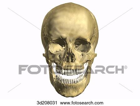 Clip Art - Anterior view of skull with open mouth.. Fotosearch