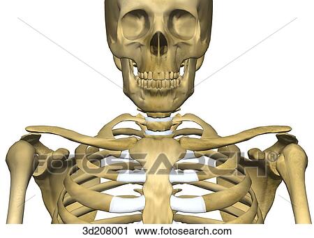 Anterior view of the cervical skeleton. View Large Illustration Clip Art - Anterior view of the cervical skeleton.. Fotosearch