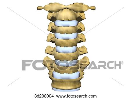 Anterior view of the cervical vertebrae. View Large Illustration Stock Illustration - Anterior view of the cervical vertebrae.. Fotosearch