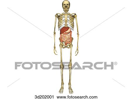 Anterior view of the digestive system in the skeleton, showing the liver, stomach, colon, and intestines. View Large Illustration Clip Art - Anterior view of the digestive system in the skeleton, showing the liver, stomach, colon, and intestines.. Fotosearch