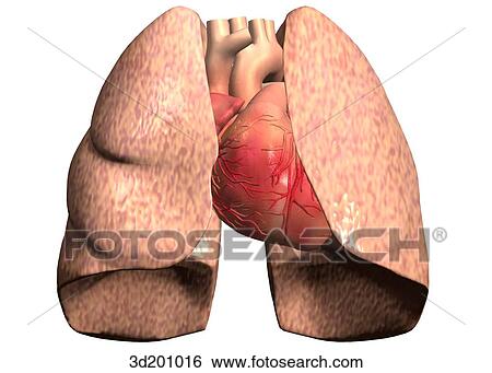 Stock Illustration - Anterior view of the heart and vessels with the lungs.. Fotosearch