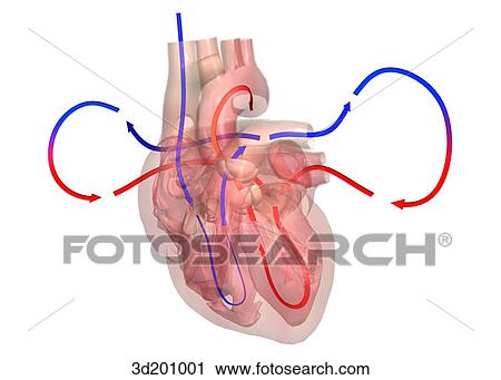 Clip Art - Anterior view of the heart; image is transparent and has the blood flow indicated.. Fotosearch