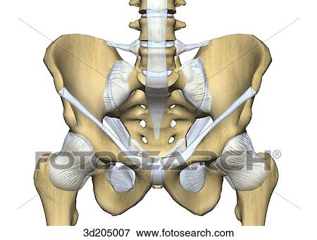 Anterior view of the joints of the pelvis and hip. View Large Illustration Stock Illustration - Anterior view of the joints of the pelvis and hip.. Fotosearch