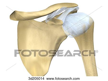 Anterior view of the joints of the shoulder. View Large Illustration Stock Illustration - Anterior view of the joints of the shoulder.. Fotosearch