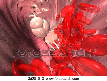 Anterior view of the left chamber of the heart showing the mitral and aortic valves with blood cells. View Large Illustration Drawing - Anterior view of the left chamber of the heart showing the mitral and aortic valves with blood cells.. Fotosearch