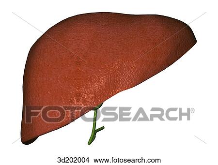 Stock Illustration - Anterior view of the liver and gallbladder.. Fotosearch