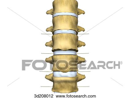 Anterior view of the lumbar vertebrae. View Large Illustration Drawing - Anterior view of the lumbar vertebrae.. Fotosearch
