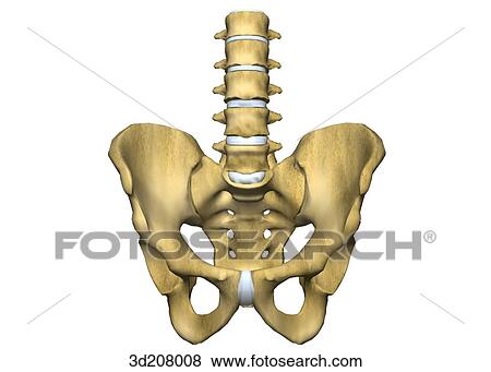 Stock Illustration - Anterior view of the lumbar vertebrae and pelvis.. Fotosearch