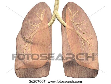 Stock Illustration - Anterior view of the lungs with the bronchial tree highlighted.. Fotosearch