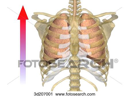 Anterior view of the respiratory system during exhalation. View Large Illustration Clip Art - Anterior view of the respiratory system during exhalation.. Fotosearch