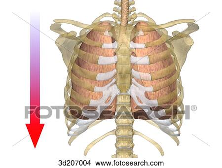 Anterior view of the respiratory system during inhalation. View Large Illustration Stock Illustration - Anterior view of the respiratory system during inhalation.. Fotosearch