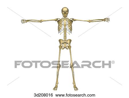Stock Illustration - Anterior view of the skeleton in the DaVinci pose.. Fotosearch