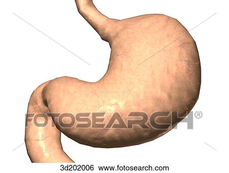 Anterior view of the stomach. View Large Illustration Stock Illustration - Anterior view of the stomach.. Fotosearch