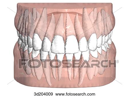Stock Illustration - Anterior view of the teeth.. Fotosearch