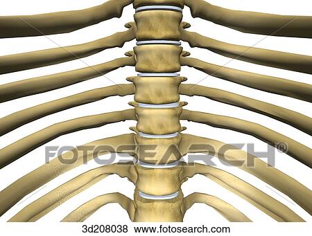 Stock Illustration - Anterior view of thoracic vertebrae with ribcage.. Fotosearch