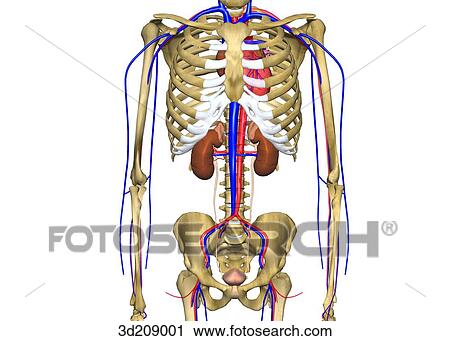 Anterior view of urinary system and surrounding skeleton. View Large Illustration Clip Art - Anterior view of urinary system and surrounding skeleton.. Fotosearch