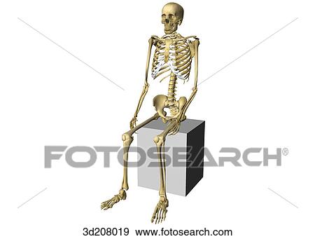 Anterolateral left view of a skeleton in the sitting position. View Large Illustration Stock Illustration - Anterolateral left view of a skeleton in the sitting position.. Fotosearch
